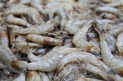重庆冻南美白虾部分包装新冠阳性（冷冻南美白虾能吃吗）