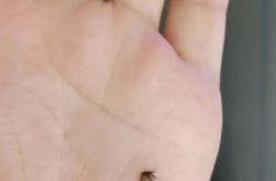 重庆最新疫情情况最新消息，重庆蚊子病毒最新消息
