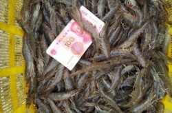 江西南美冻虾外包装检出新冠阳性（南美白虾仁有新冠病毒吗）