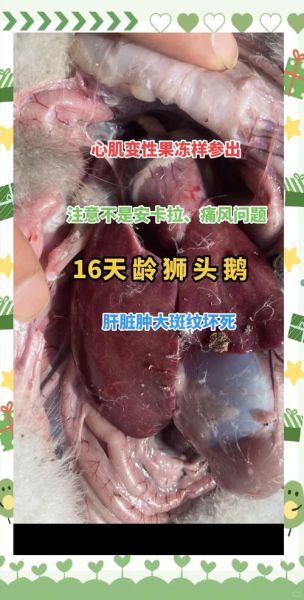 山西发生野生天鹅禽流感疫情(鹅禽流感的症状是怎么样)